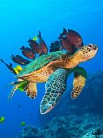 Ocean Przyg�d 3D